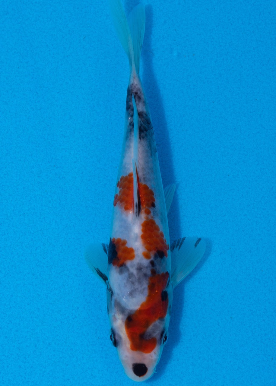 17cm Showa