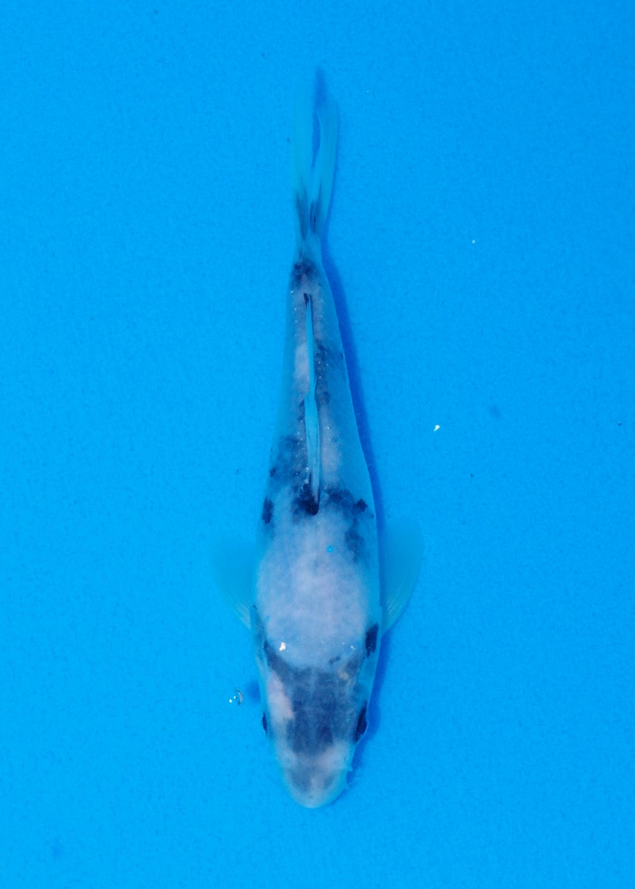 15.5cm Shiro Utsuri