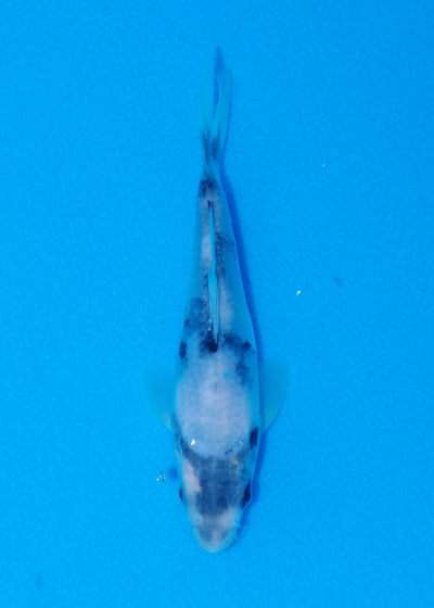 15.5cm Shiro Utsuri