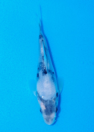 15.5cm Shiro Utsuri