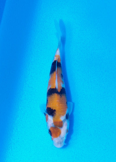 15cm Showa