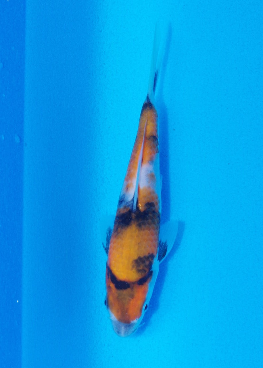14.5cm Showa