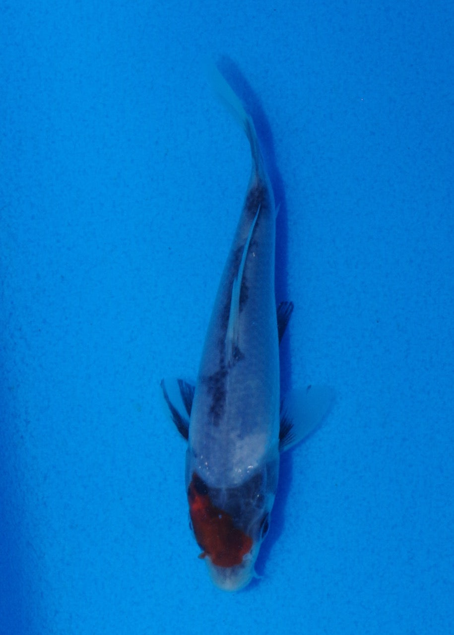 11.5cm Tancho Showa