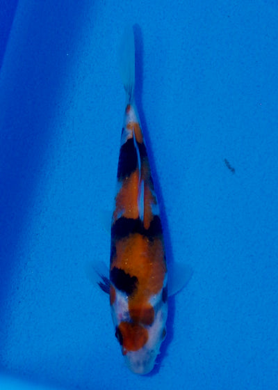 15cm Showa