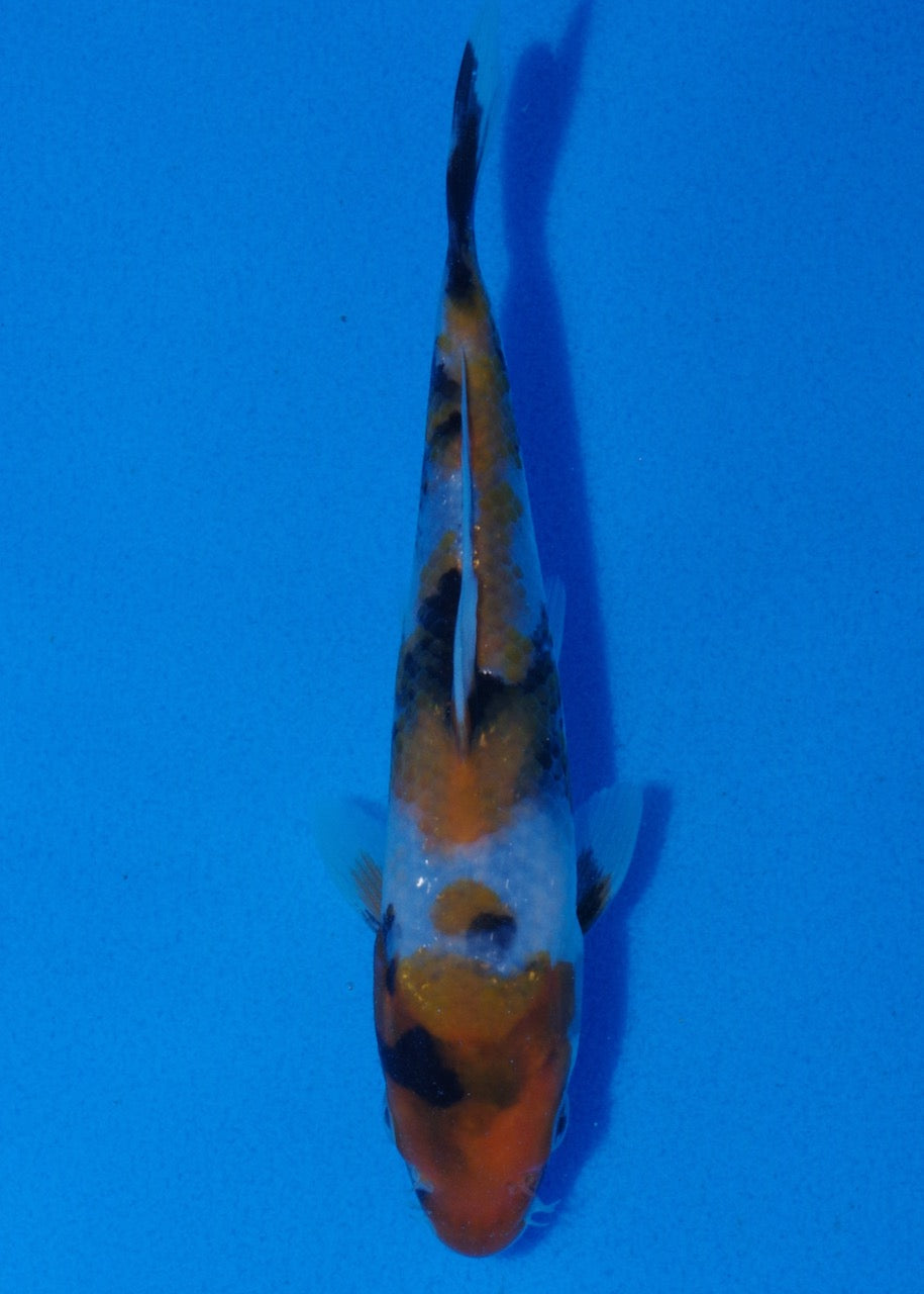 18.5cm Showa
