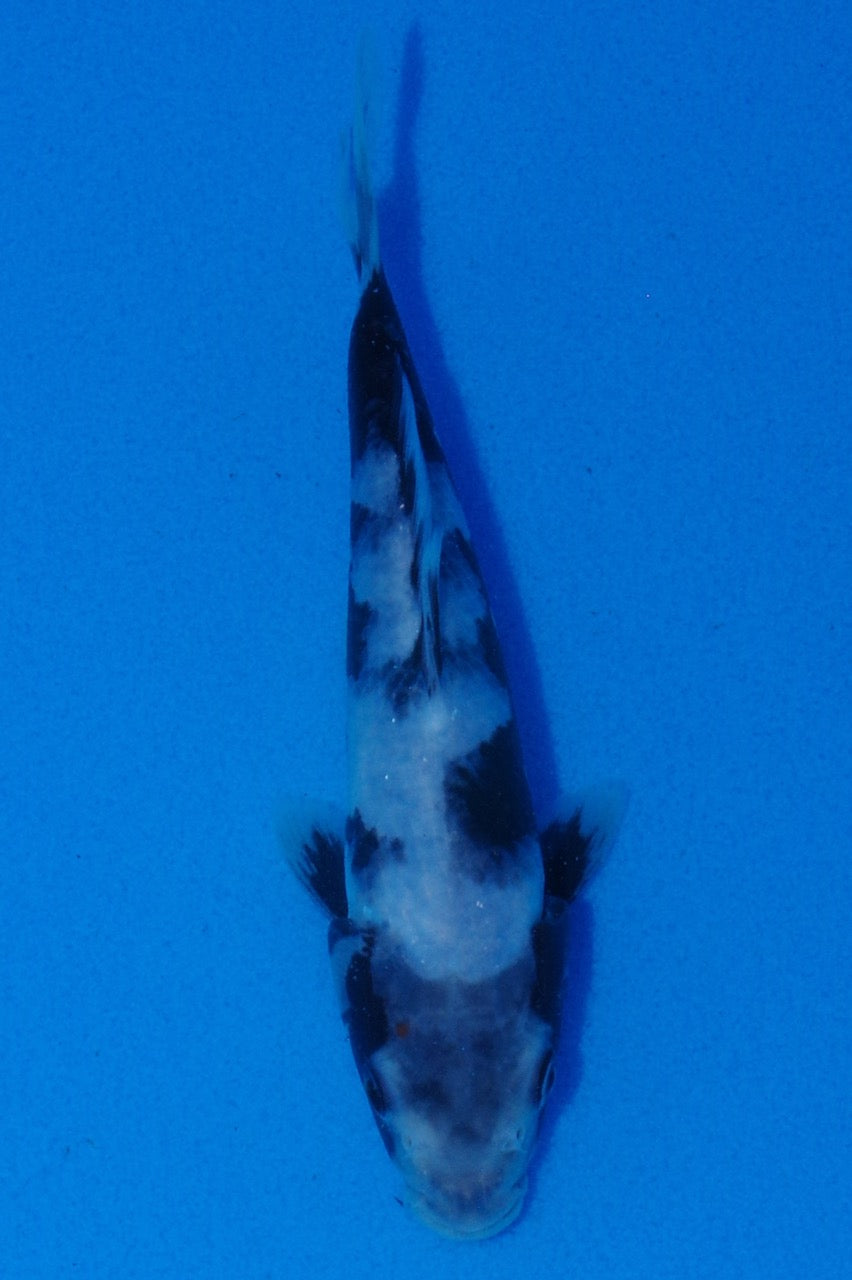 18cm Shiro Utsuri