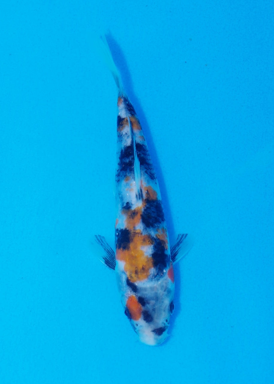 17.5cm Showa