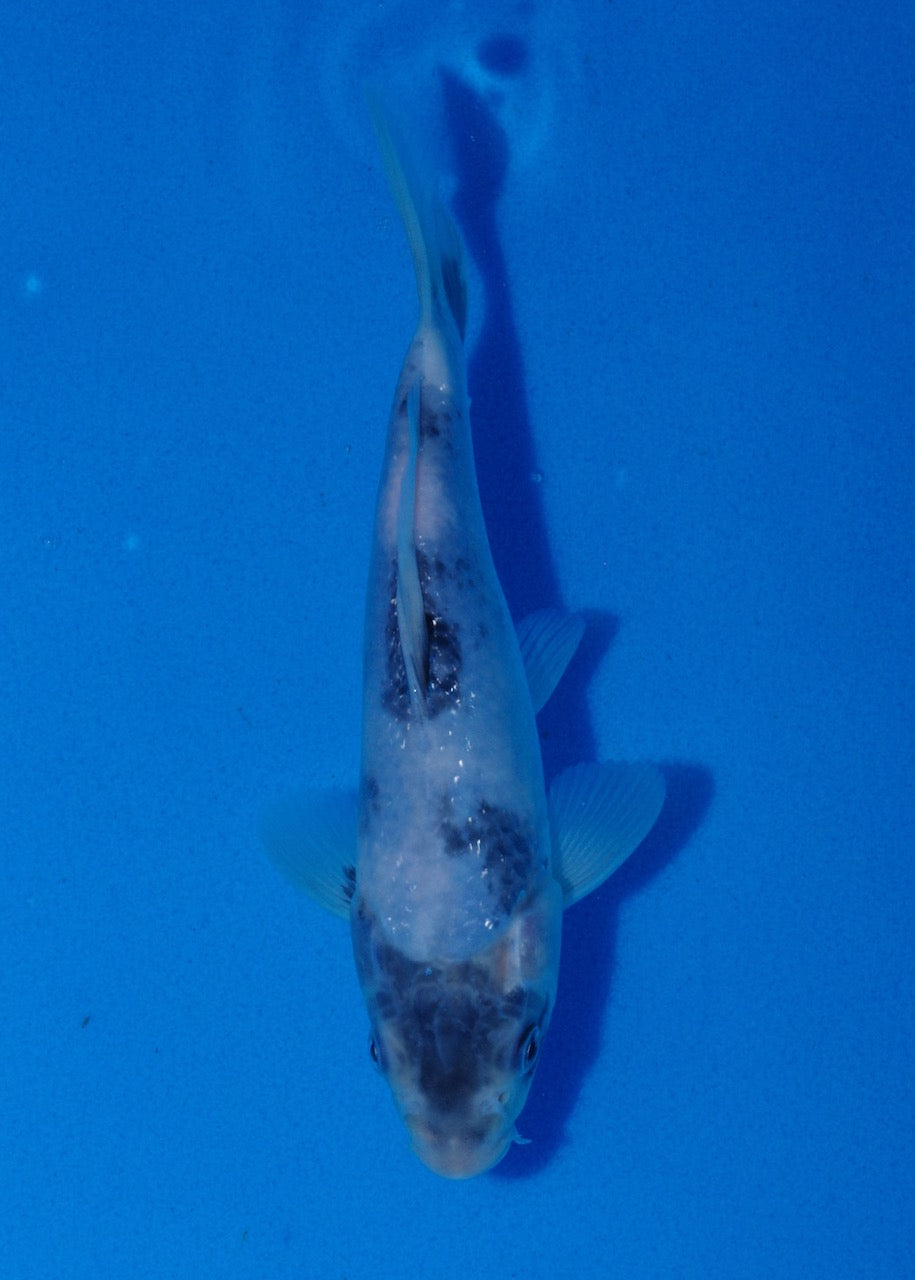 18.5cm Shiro Utsuri