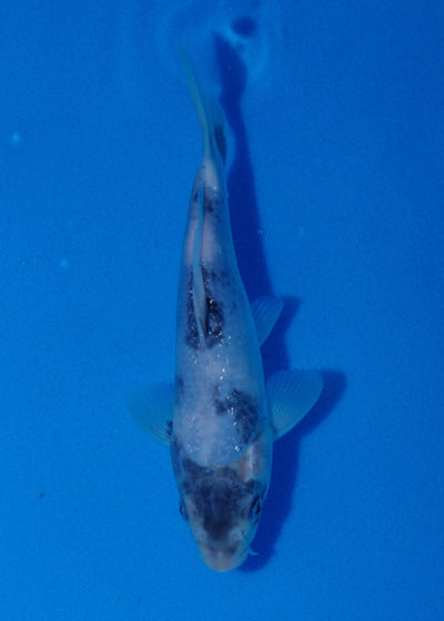 18.5cm Shiro Utsuri