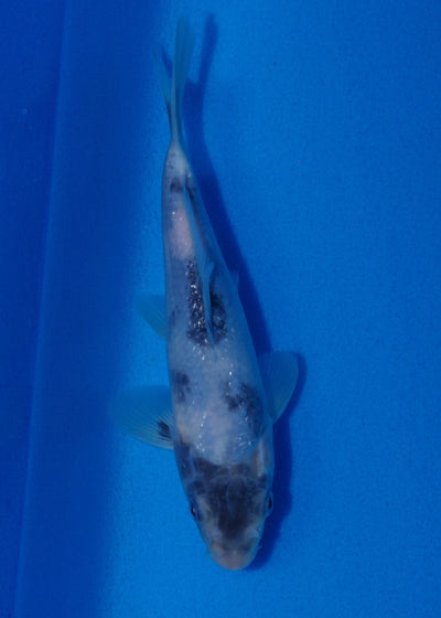 18.5cm Shiro Utsuri