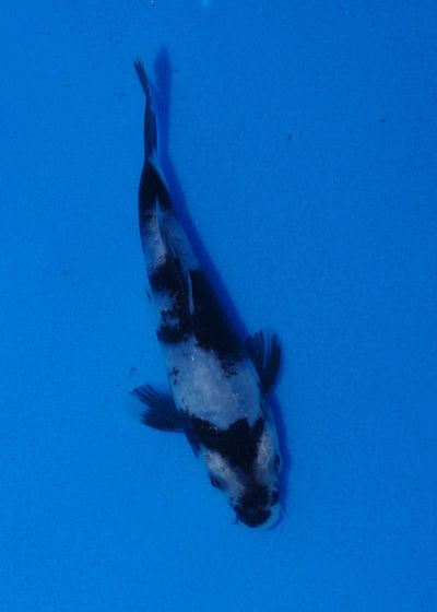 13.5cm Shiro Utsuri