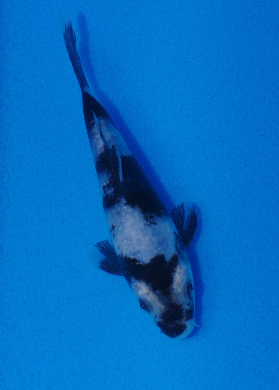 13.5cm Shiro Utsuri