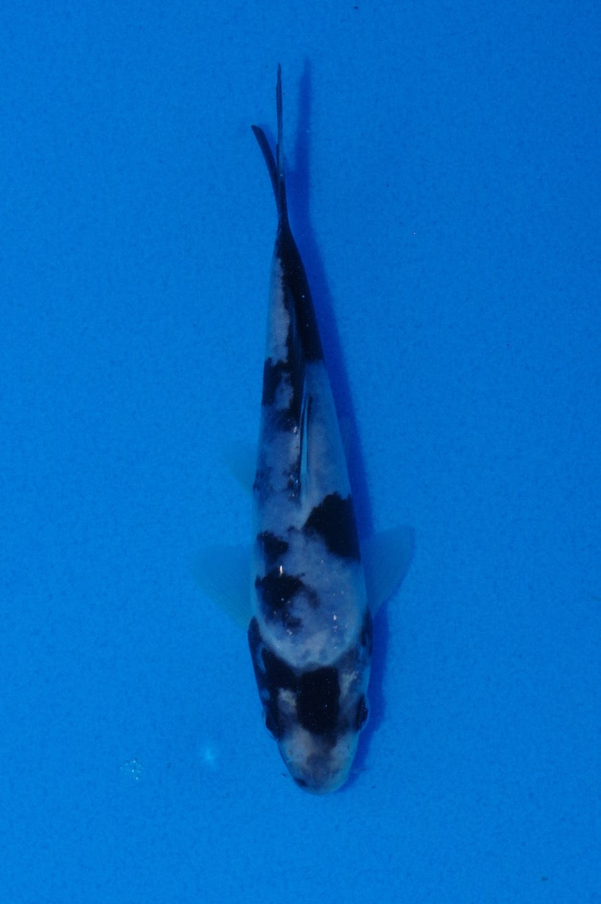 13cm Shiro Utsuri