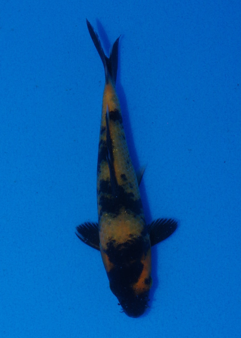 15cm Hi Utsuri