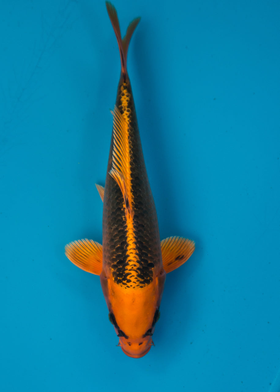 30cm Kin Matsuba