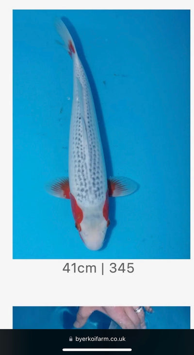 41cm Asagi - See Pic