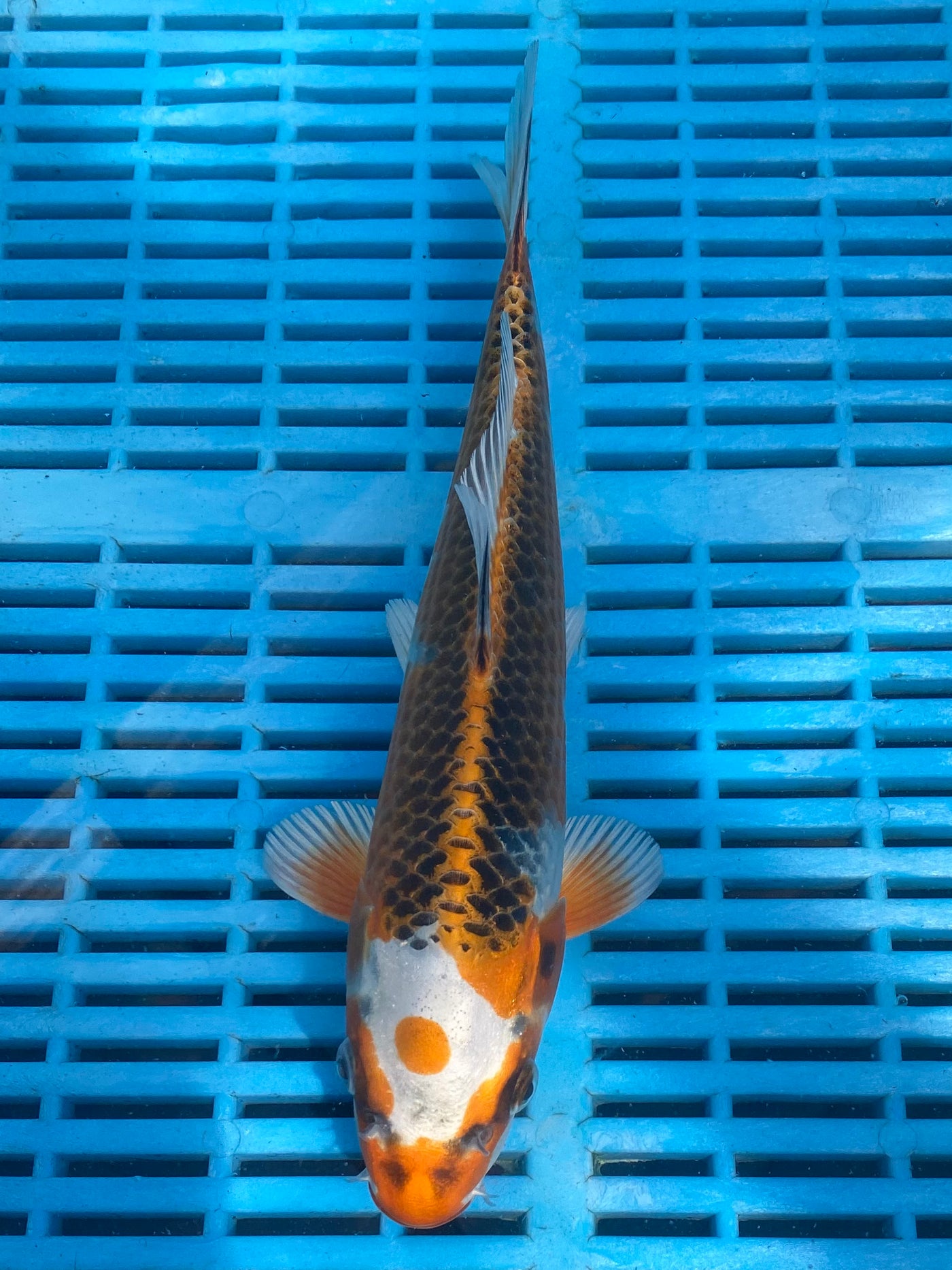 27cm Kujaku Ref SRR01-JS