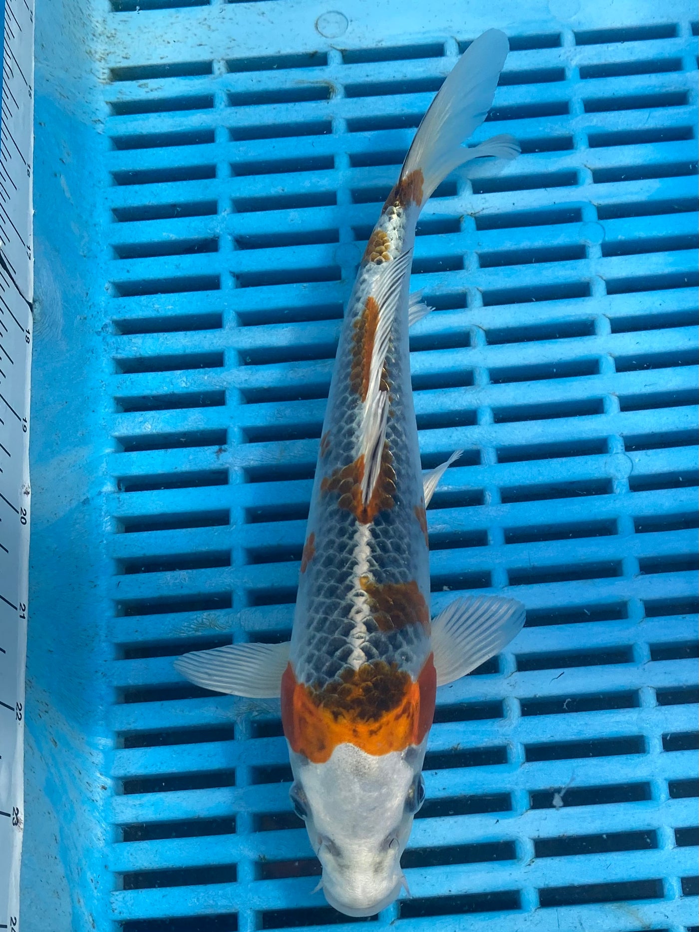 22cm Kujaku Ref SRR01-JS